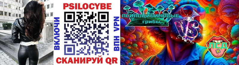 Галлюциногенные грибы Psilocybe  Новоалександровск 