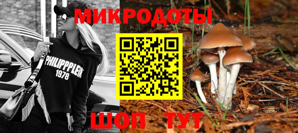 Галлюциногенные грибы Psilocybe Новоалександровск